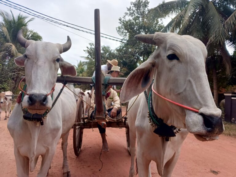 Esperienza autentica in Cambogia