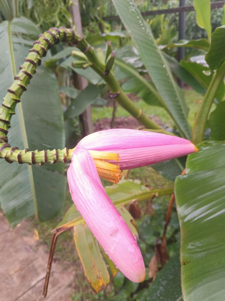 Angkor Botanical Garden